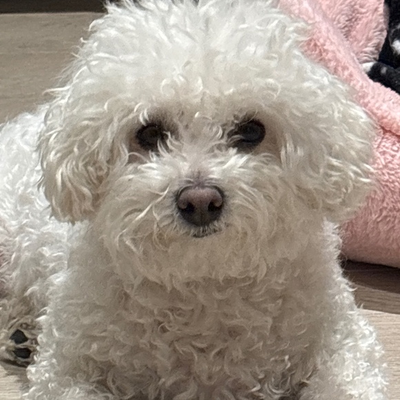 Meet your Posher, Anna - Picture 1 of 1